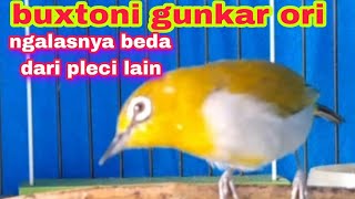 Download lagu Buxtoni Gunkar Ngalas Nembak Ngerol Ampuh Merangsang Emosi Lawan mp3