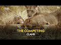 The Competing Clans | Savage Kingdom | हिन्दी | Full Episode | S3-E5 | National Geographic