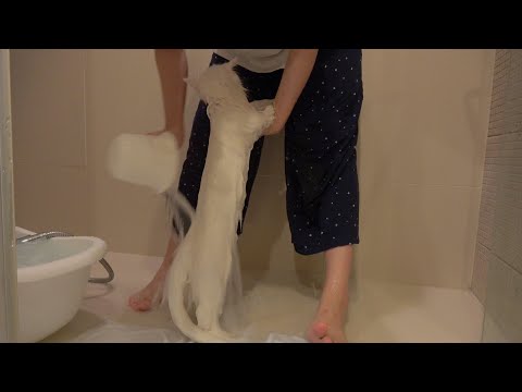 Actually, She Is A Very Long Cat! (ENG SUB)