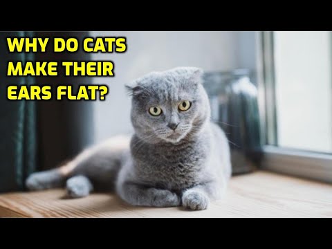 Why Do Cats Flatten Their Ears?