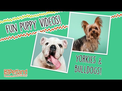 Cutest Yorkies and Bulldogs ever!