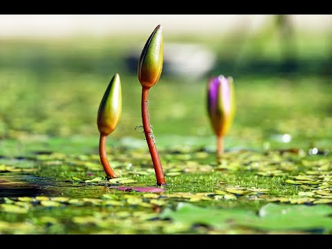 Amazing Colors of Spring 4K Nature Relaxation Film - Relaxing Piano Music - Natural Landscape
