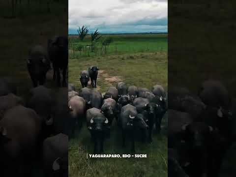 La Sabana de Venturini, situada al sur del municipio Cajigal, capital Yaguaraparo #venezuela
