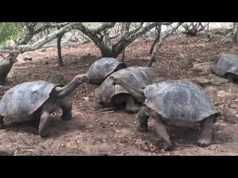 Ecuador & Galápagos Biodiversity | Broadreach