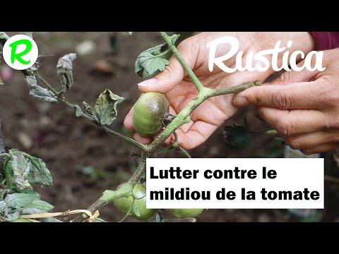 How to fight tomato blight