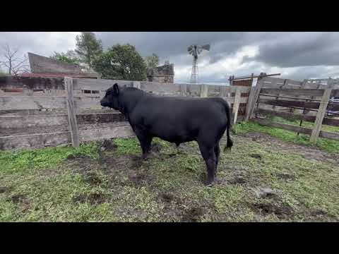 8 – DOÑA MILA – ABERDEEN ANGUS