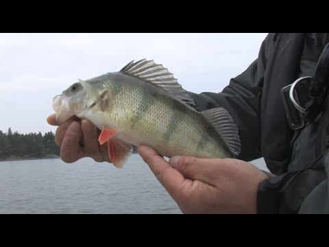 Ahventa jigillä osa1