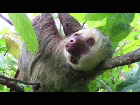 Süßes Faultier | Cute Sloth chilling