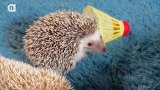 Hedgehogs Are Adorable!