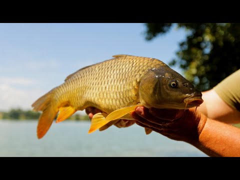 Ribolov kliznim wagglerom