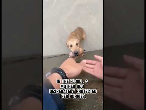 She Was Drowning but Refused to Let Go of Her Puppy... Amazing Rescue! 😭❤️