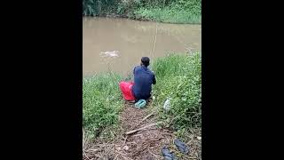 Download lagu IKAN DALAM KOLAM #shorts  #short #mancing mp3