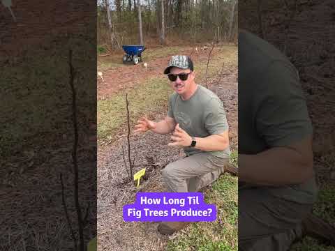 How Long Does It Take Fig Trees to Produce?