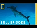 Hammerheads: Shark Side of the Moon (Full Episode) | National Geographic DEFAULT Thumbnail