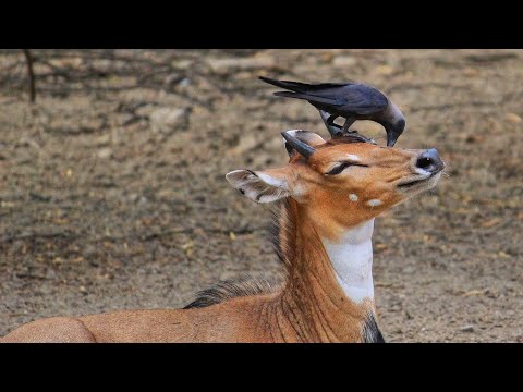 Crow help deer to get rid of ticks | Symbiotic Relationships In Animals