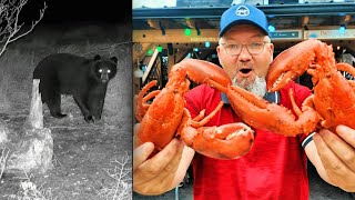 Boiling Lobster After The Spring Black Bear Hunting Season
