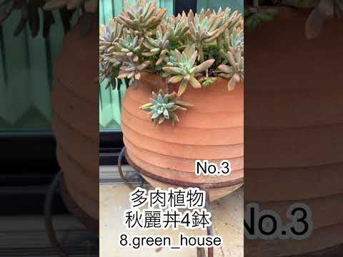 多肉植物-屋外-ドライ-モダン-ガーデン