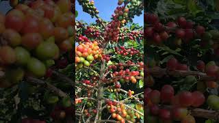 Download lagu Kopi siap panen di telaga sarangan mp3