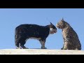 Cats Hiss And Growl At Each Other