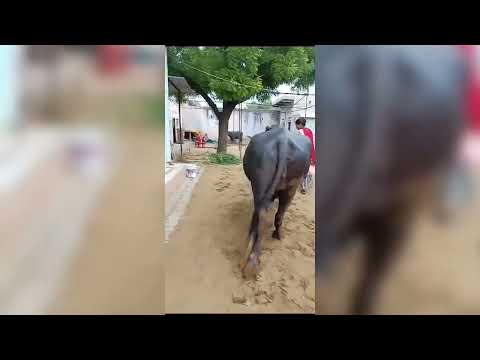 MPD in Buffalo 🦬🦬@DrNRMehra 9468308977