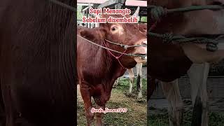 Download lagu Takbir Idul Adha 2025 sapi menangis #takbiran #takbiriduladha2025 #takbir2025 #sapimoo #trending mp3 Download lagu Takbir Idul Adha 2025 sapi menangis #takbiran #takbiriduladha2025 #takbir2025 #sapimoo #trending mp3