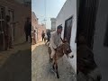 #horse #villagelife #funny #comedy #love #jattlife #donkey
