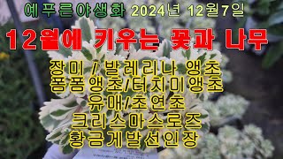 2024년12.7) 12월에 키우는 꽃과나무 (장미 발레리나앵초  이메리스 유매)