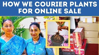 How to COURIER live PLANTS for online SALE|how to pack plants for courier|LIVE PLANTS PACKING IDEA