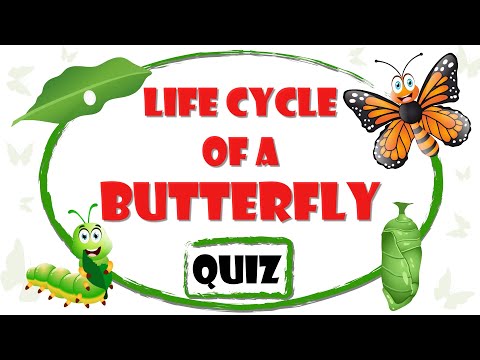 Life Cycle of a Butterfly Quiz with Animated Explanation