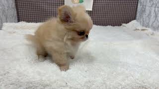 ハーフ犬の動画01