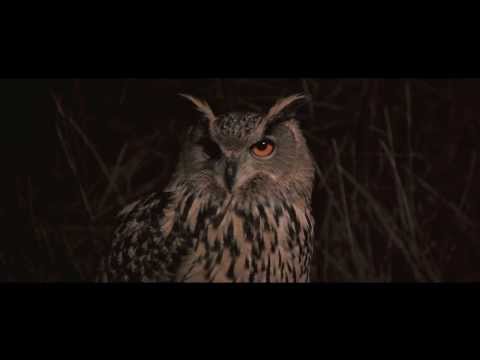 VIKINGORE + CELTIBEERIAN + CANNIBAL FEROX