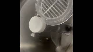 Cattabriga Cremomatic KEL 60 vertical batch freezer