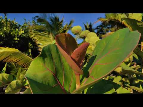 Meizu 16t Gcam apk video footage