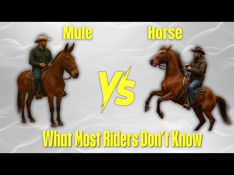 Mule vs Horse: Which Is the BEST Animal for Trail Riding?