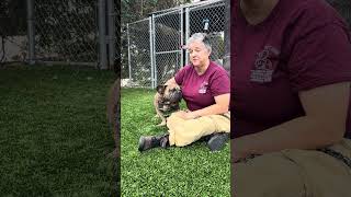Video preview image #1 French Bulldog Puppy For Sale in Pasadena, CA, USA