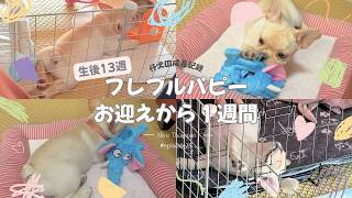 【フレブル成長記録】お迎えから1週間🐶🧡生後13週目の様子👶🍼