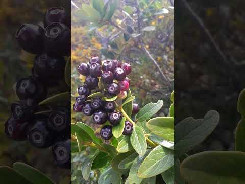 frutas silvestres en Cumbal Nariño Colombia, el chaquilulo. #yuli