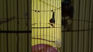 Download lagu Kolibri wulung isian kenari istimewa mp3 Download lagu Kolibri wulung isian kenari istimewa mp3