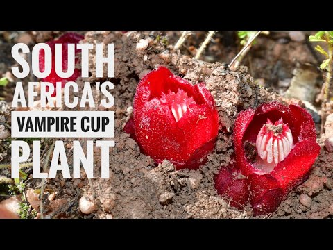 , title : 'Vampire Cup Plants (South Africa Ep. 6)'