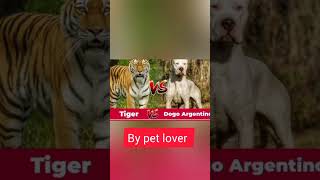 Download lagu tiger vs dogo Argentina video by pet lover video shorts#### mp3
