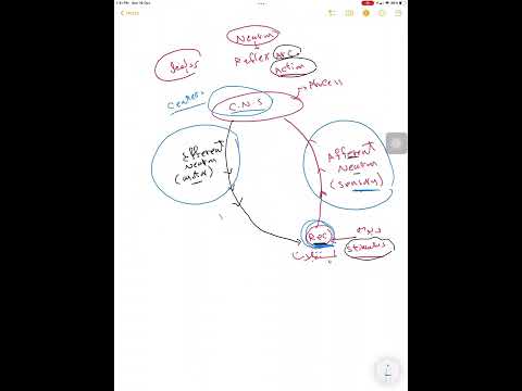 neurophysiology.. HUE lec.1 ( Dr hessen )