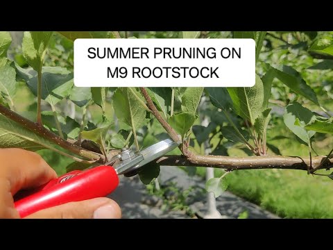 , title : 'SUMMER PRUNING ON M9 ROOTSTOCK. 21 MAY 2023. Gala Fenplus.'