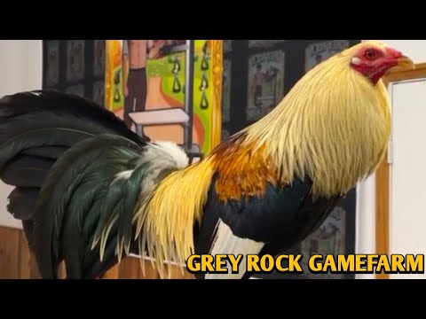 Chocolate Grey Roundhead Kelso - GREY ROCK FARM