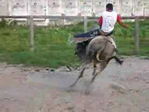 touro de paulo andrade