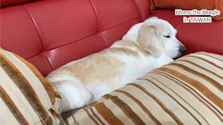 ビーグル犬モモの動画詰め合わせセット