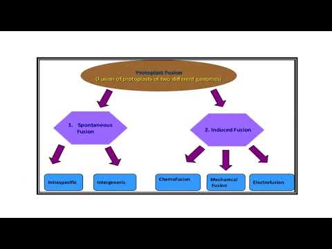 Somatic Hybridization  Video No  950