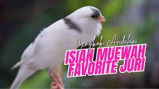 Download lagu PANDA MEWAH FAVORITE JURI!! MASTERAN KENARI ISIAN BLACKTHROAT GACOR SUARA JERNIH IDAMAN mp3