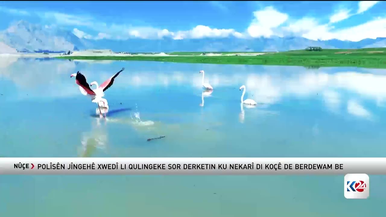 ڤیدیۆ | کۆچی فلامینگۆکان بەردەوامە