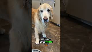 The evidence may look bad... but Buddy maintains his innocence 🤨🐾 #funnydog #doglife #funnyvideo