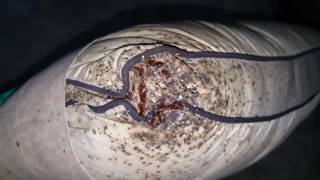 Bedbug infestation on pillow and bed sheets